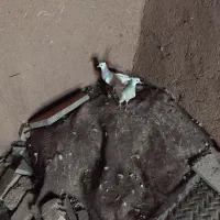 جوجه طوقی 70روز