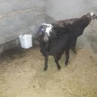 یک عدد  میش  و یک عدد بره نر  قزل  افشار