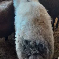 قوچ شال|حیوانات مزرعه|صحنه, |دیوار