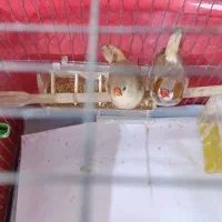 یک جفت فنچ سرحال
