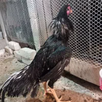 چند عدد خروس لاری|حیوانات مزرعه|میاندوآب, |دیوار