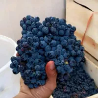 انگور دیم آب دار