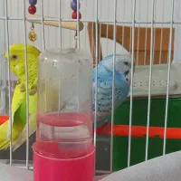 جفت مرغ عشق خوش رنگ