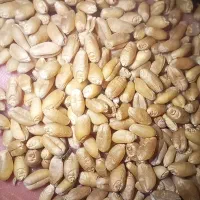 گندم بذری تکتاز