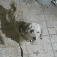 سگ تربیت شده شناسنامه دار