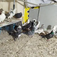 کفتر تهرانی|پرنده|بومهن, |دیوار