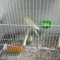 جفت عروس هلندی بسیار سرحال و سینه پر