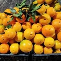 کوار پرتقال داربی