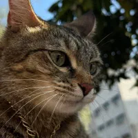 گربه گم شده