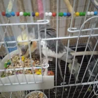 طوطی عروس هلندی سینامون نر