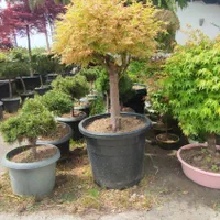 فروش انواع گل و گیاه آپارتمانی و بیرونی|گل و گیاه طبیعی|تنکابن, |دیوار