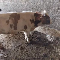 گوساله نر|حیوانات مزرعه|صحنه, |دیوار