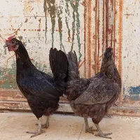 مرغ محلی با جوجه گلین