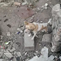 سگ پاکوتاه خوشگل باهوش معاوضه