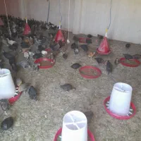 جوجه مرغ و خروس محلی اصل