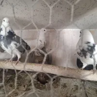 تعدادی کبوتر درهم به علت نداشتن فضای مناسب