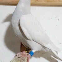 کبوترسینه سلیمونی کرم پیازی الماسی سرخ