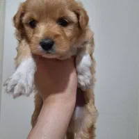 توله سگ|سگ|کرج, عظیمیه|دیوار