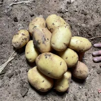 سیب زمینی آگریاوجلی خوراک و بذری ،انواع بذرها|عمده‌فروشی|داران, |دیوار