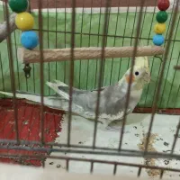 عروس هلندی ماده