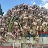 سیر ترشی ۵ ساله