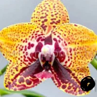 فروش ویژه نشا ارکیده فالانوپسیس(سالم ،گلخانه ای)|گل و گیاه طبیعی|شیراز, زرهی|دیوار