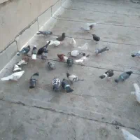 فروش کبوتر|پرنده|گرمسار, |دیوار