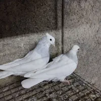 طوقی آبی بدون غلط