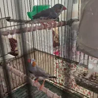 فنچ زبرا|پرنده|هشتگرد, ینگی امام|دیوار