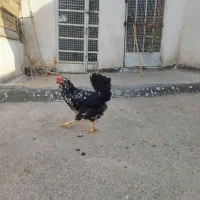دوعدد مرغ گلین همراه یک خروس