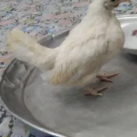 جوجه خروس جینی