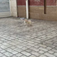 سگ پامر روباهی|سگ|کرمان, |دیوار