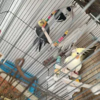 یک جفت عروس هلندی نر و ماده