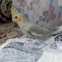 عروس هلندی ۲ماهه