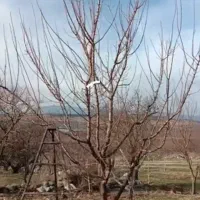 هرس کارحرفه ای