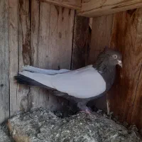 سرونج  و المانی|پرنده|نیشابور, خیام|دیوار