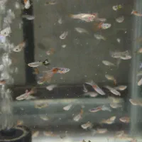 ماهی گوپی خوشگل|ماهی|قم, شهرک سازمان آب|دیوار