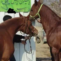 نگهداری و پانسیون اسب در پاکدشت