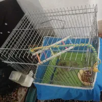 قفس پرنده