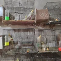 عروس هلندی|پرنده|ارومیه, |دیوار