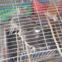 عروس هلندی|پرنده|دره شهر, |دیوار