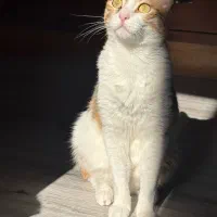 واگذاری رایگان گربه ماده