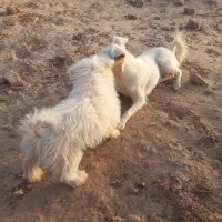 واگذاری سگ|سگ|کرمان, |دیوار