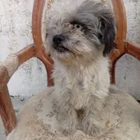 سگ ماده شیتزو 8ماهه