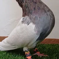 کبوتر هفترنگ