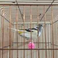 فروش عروس هلندی ماده و قناری