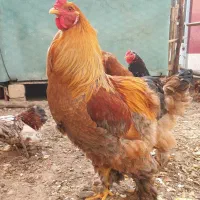 خروس برهما و یاندوت و کوشین ارجینال