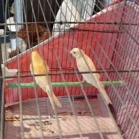 قناری خوش خوان جوان هم ماده هم نر