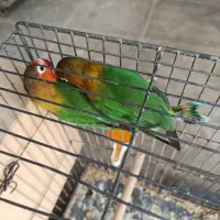 جفت مولد کوتوله برزیلی|پرنده|شیراز, شاپورجان|دیوار