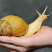 فروش حلزون و خاویار حلزون